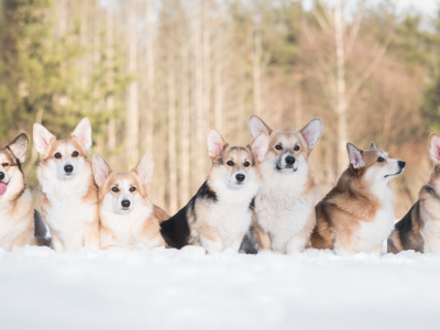зима, собаки, снег, друзья