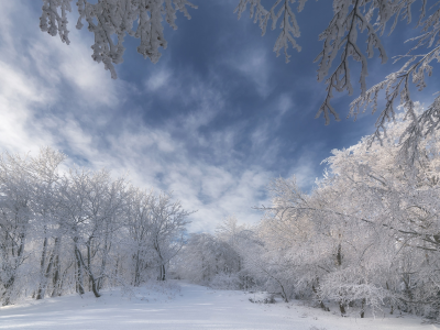 зима, небо, снег, деревья, ветки