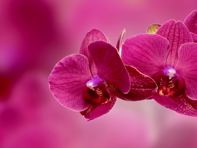 орхидея, цветок, лепестки, розовый