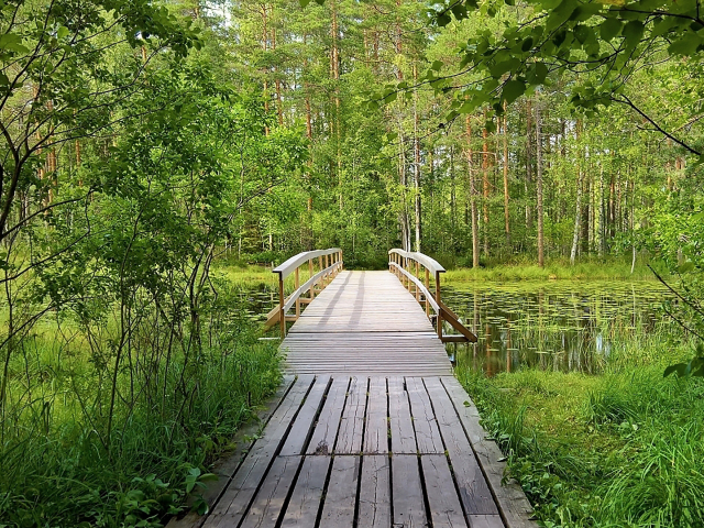 лес, мостик, forest, wooden, bridge, garden, path, rays, green, nature, landscapes, trees, forest, trail, woods, leaves, fence, sunrise, sun, summer, wide