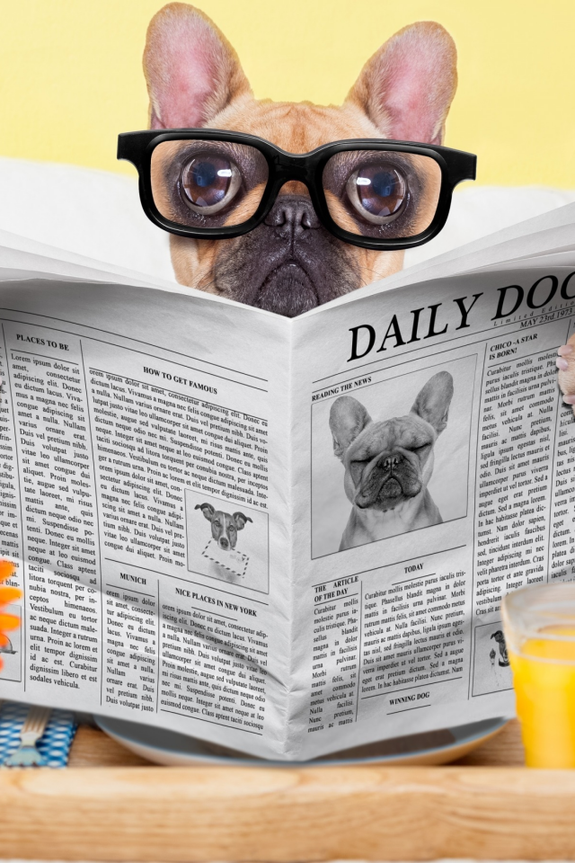 стакан, собака, юмор, сок, очки, газета, окуляры