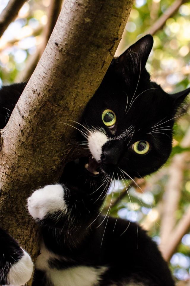 green, white, black, brown, cat, leaves, tree, top, branches