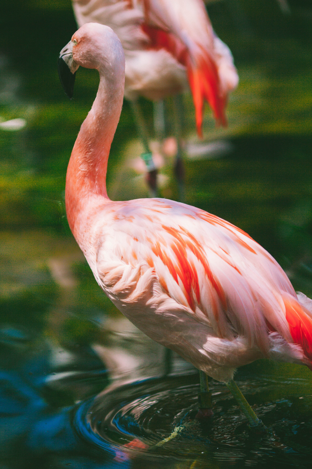 вода, розовый, перья, фламинго, ртица
