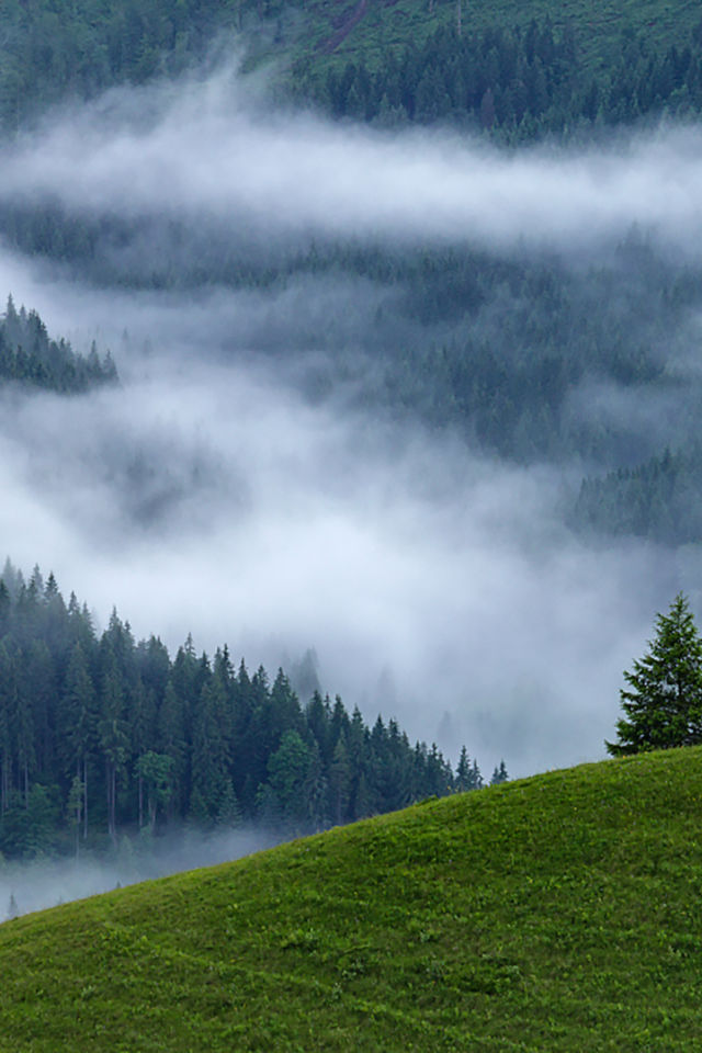 лес, гора, туман, fog, forest, mount, path, rays, green, nature, landscapes, trees, forest, trail, woods, leaves, fence, sunrise, see, dark, summer, alexey argentum, wide