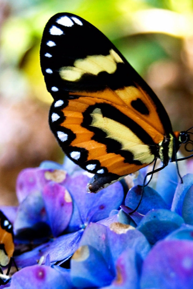 красивые, на цветах, сидят, бабочки