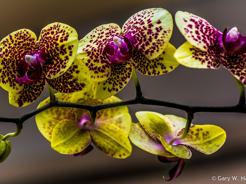 жёлтые, орхидеи