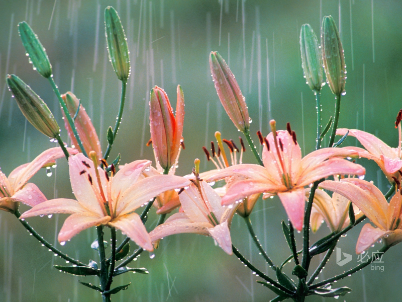 природа, дождь, ing, лилия, лепестки
