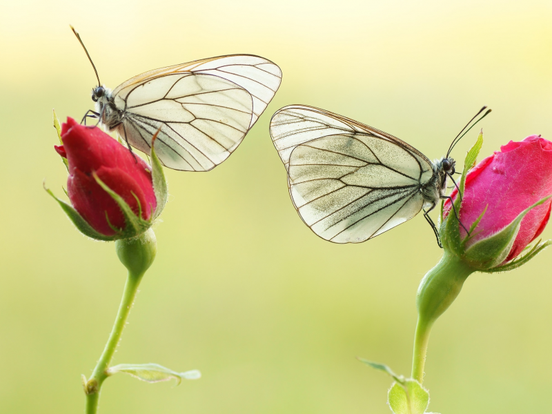 природа, мотылек, крылья, бабочка