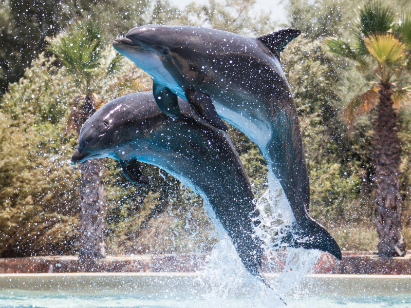 дельфины, прыжок