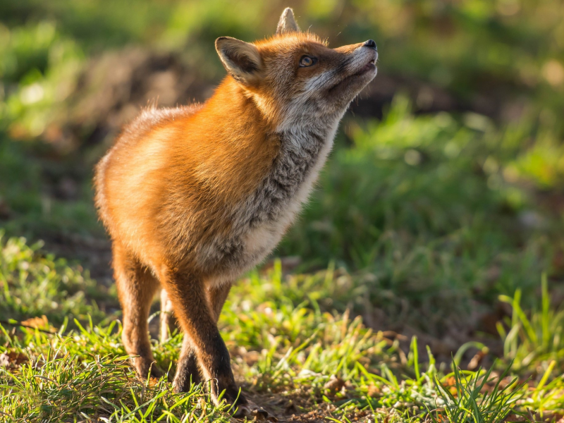 лиса, рыжая, red fox, плутовка