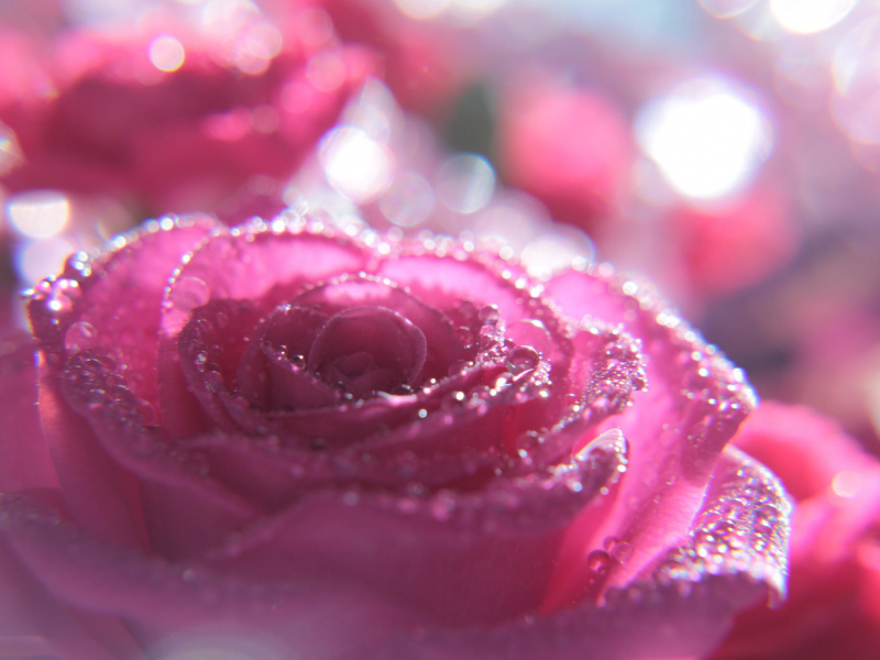 цветок, капли, макро, розовый, роза