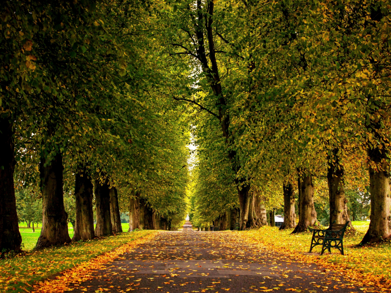 лес, grass, forest, autumn, trees, hdr, park, leaves, walk, road, fallen, park, green, nature, landscapes, trees, forest, trail, woods, leaves, fence, sunrise, see, dark, summer, wide