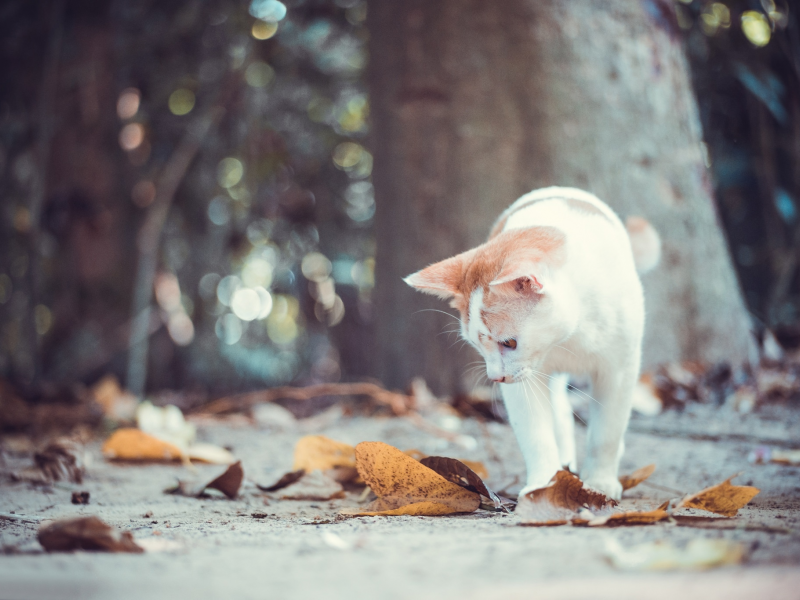 осень, кошка, кот, листья, котёнок, боке