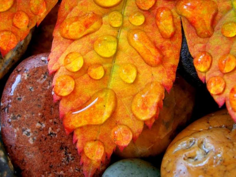лист, камни, влага, капли, роса, осень