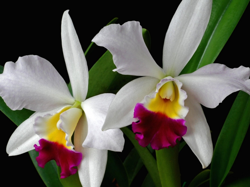 орхидея, цветок, экзотика, листья, двухцветная