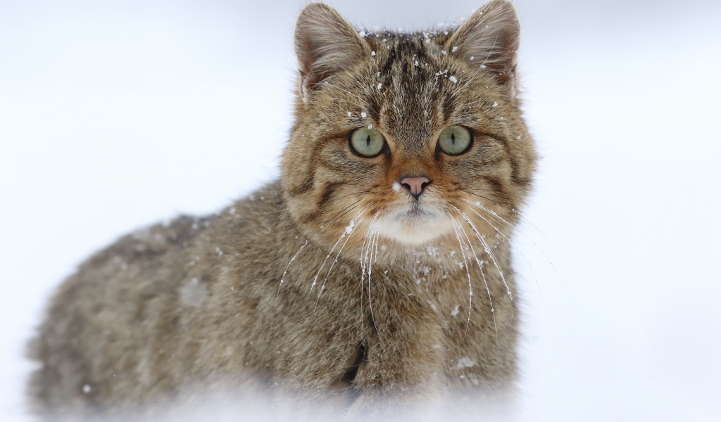 европейская лесная кошка, взгляд, дикая кошка, снег