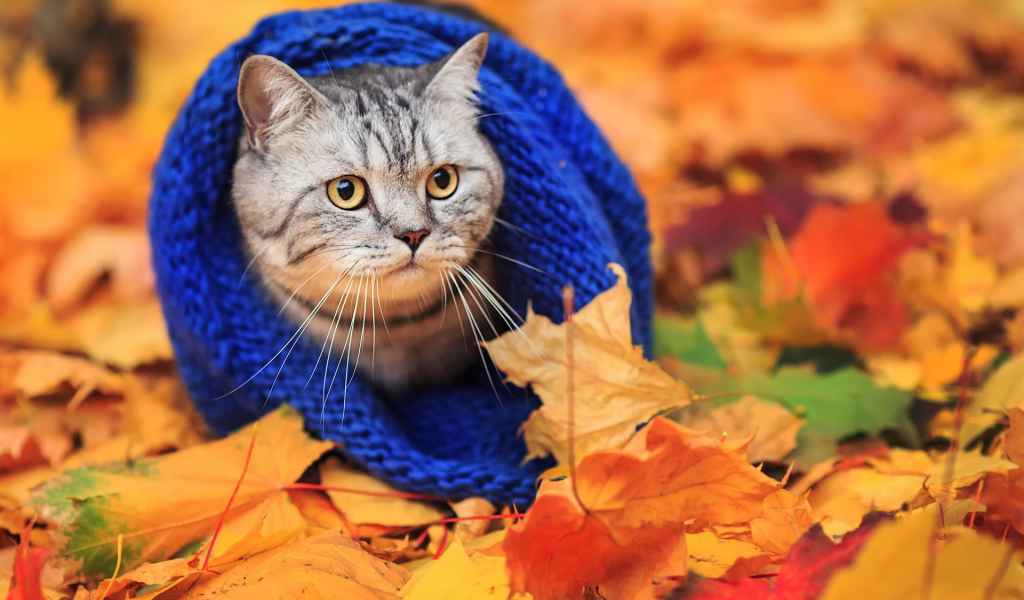 кошки, осень, листья