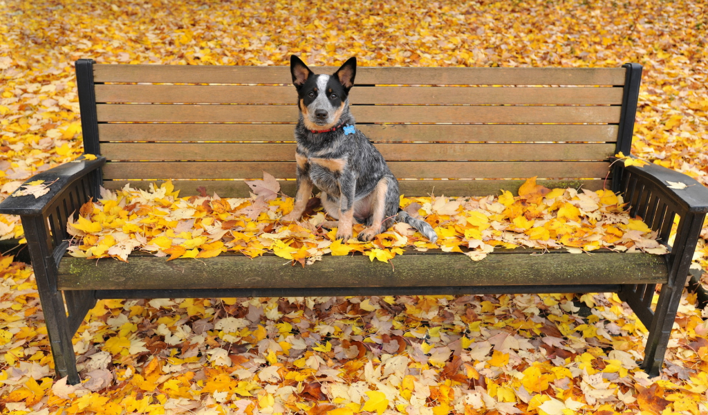 собаки, осень, листья, скамейка, австралийская пастушья
