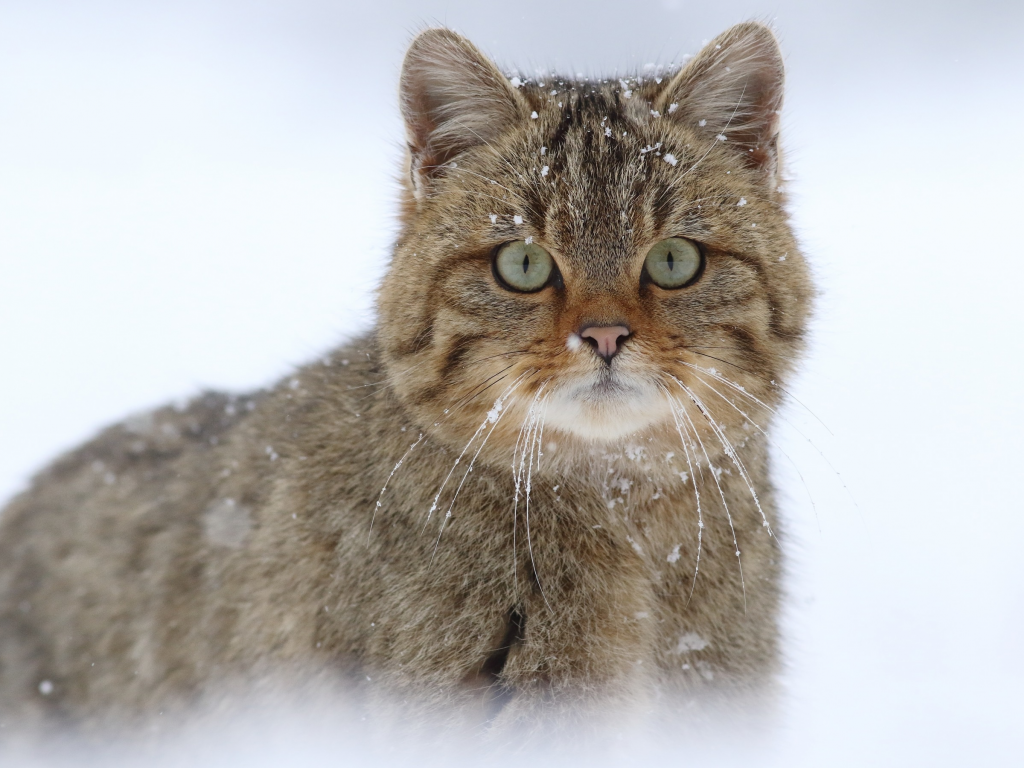 европейская лесная кошка, взгляд, дикая кошка, снег