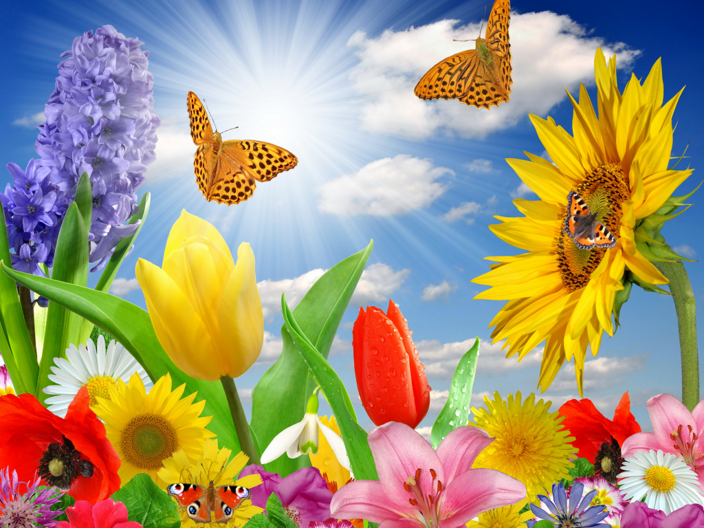цветы, бабочки, flowers, butterflies, meadow, see, front, solar, smile, flowers, field, sun, summer, see, nice, wide