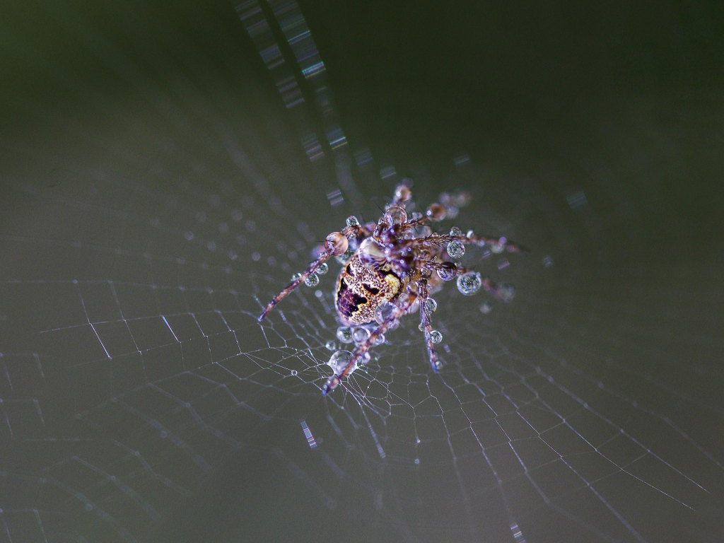 web, drops, wet, spider