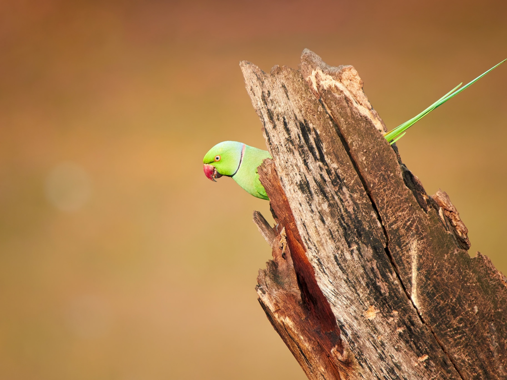 wood, wildlife, parakeet, roseringed, bird