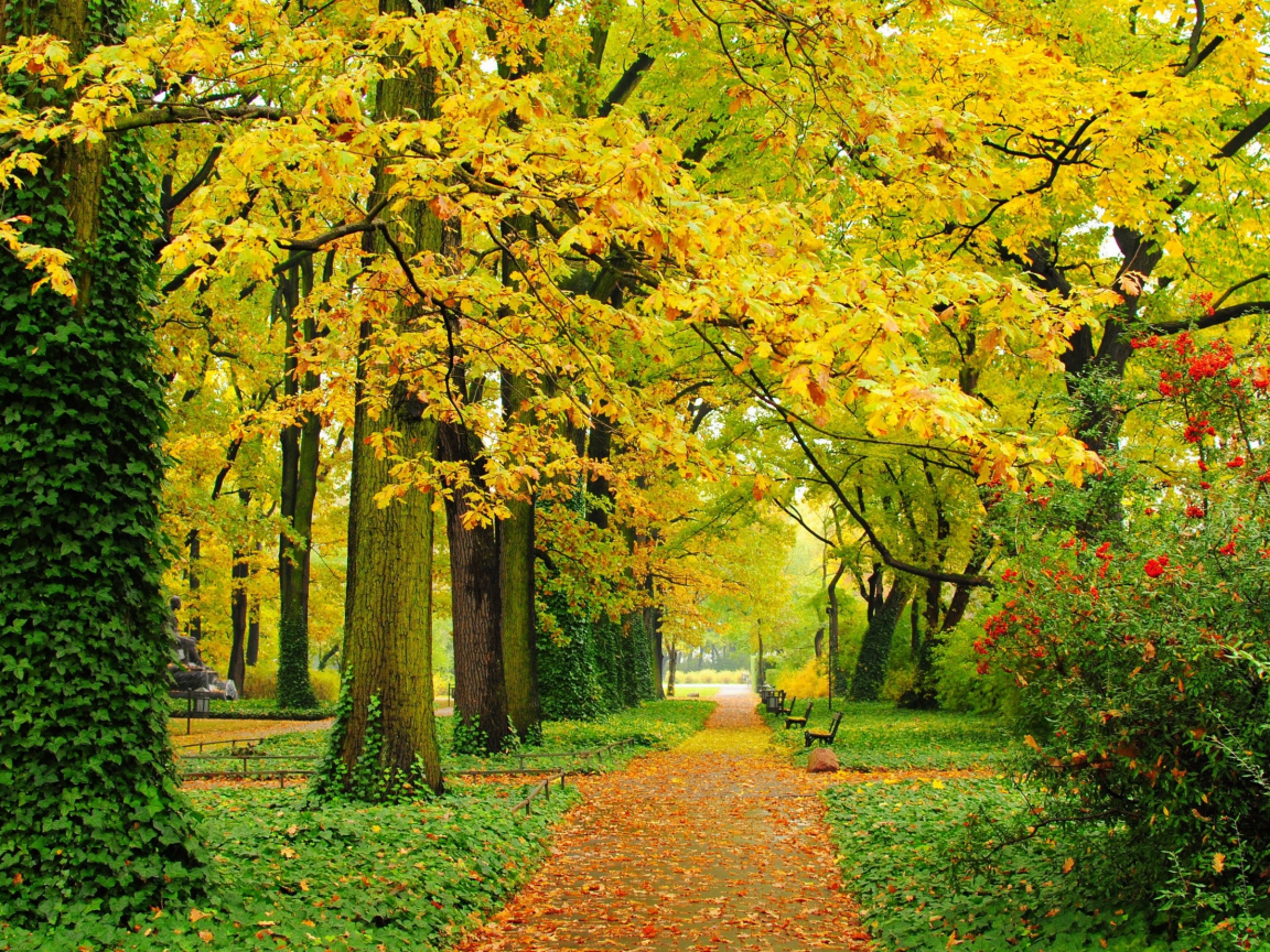 парк, деревья, листья, скамейки, листва, дорожки, желтые, аллея, зеленые, осень