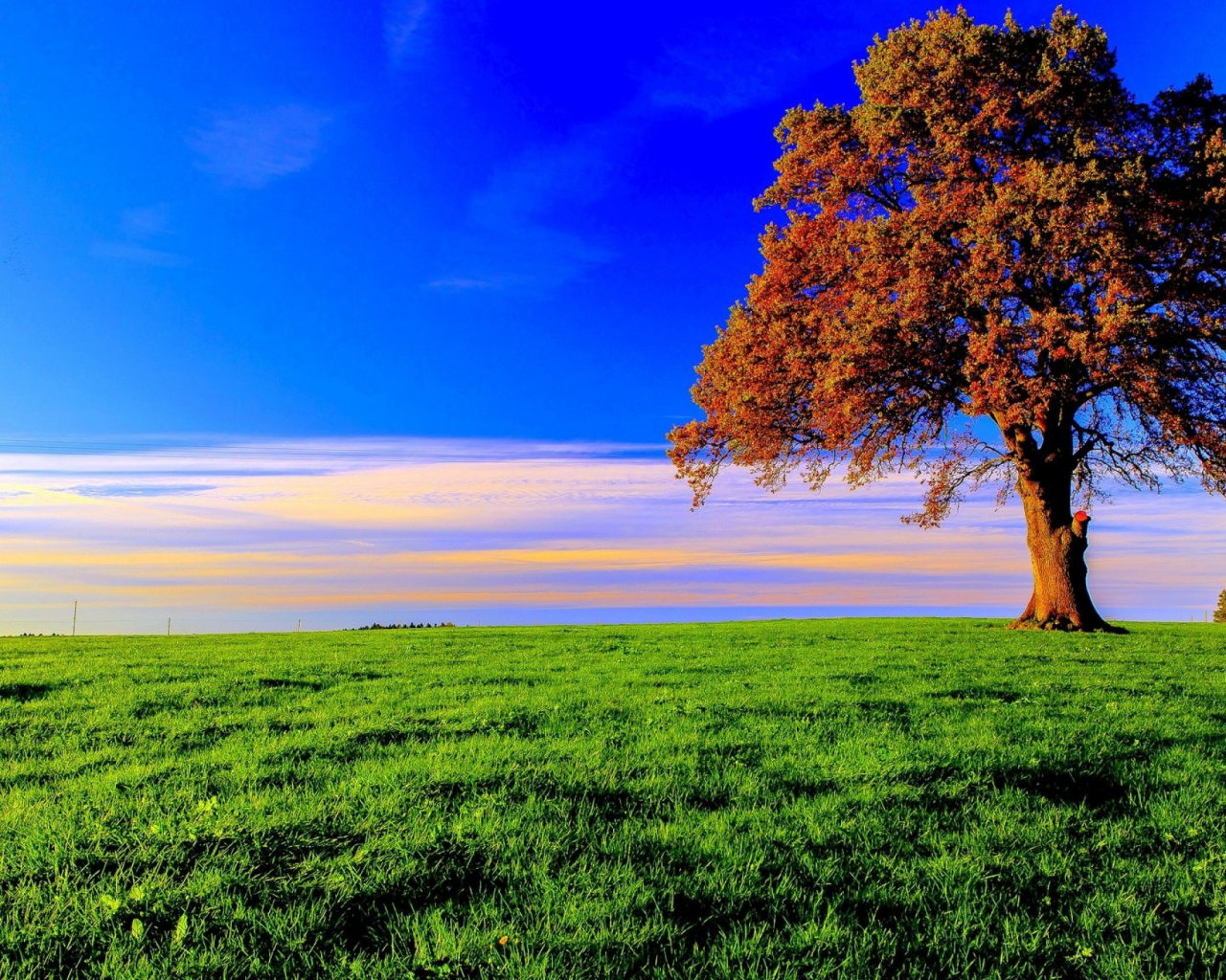 дерево, поле, луг, tree, meadow, field, forest, path, moss, fallen, park, green, nature, landscapes, trees, forest, trail, woods, leaves, fence, sunrise, see, summer, wide