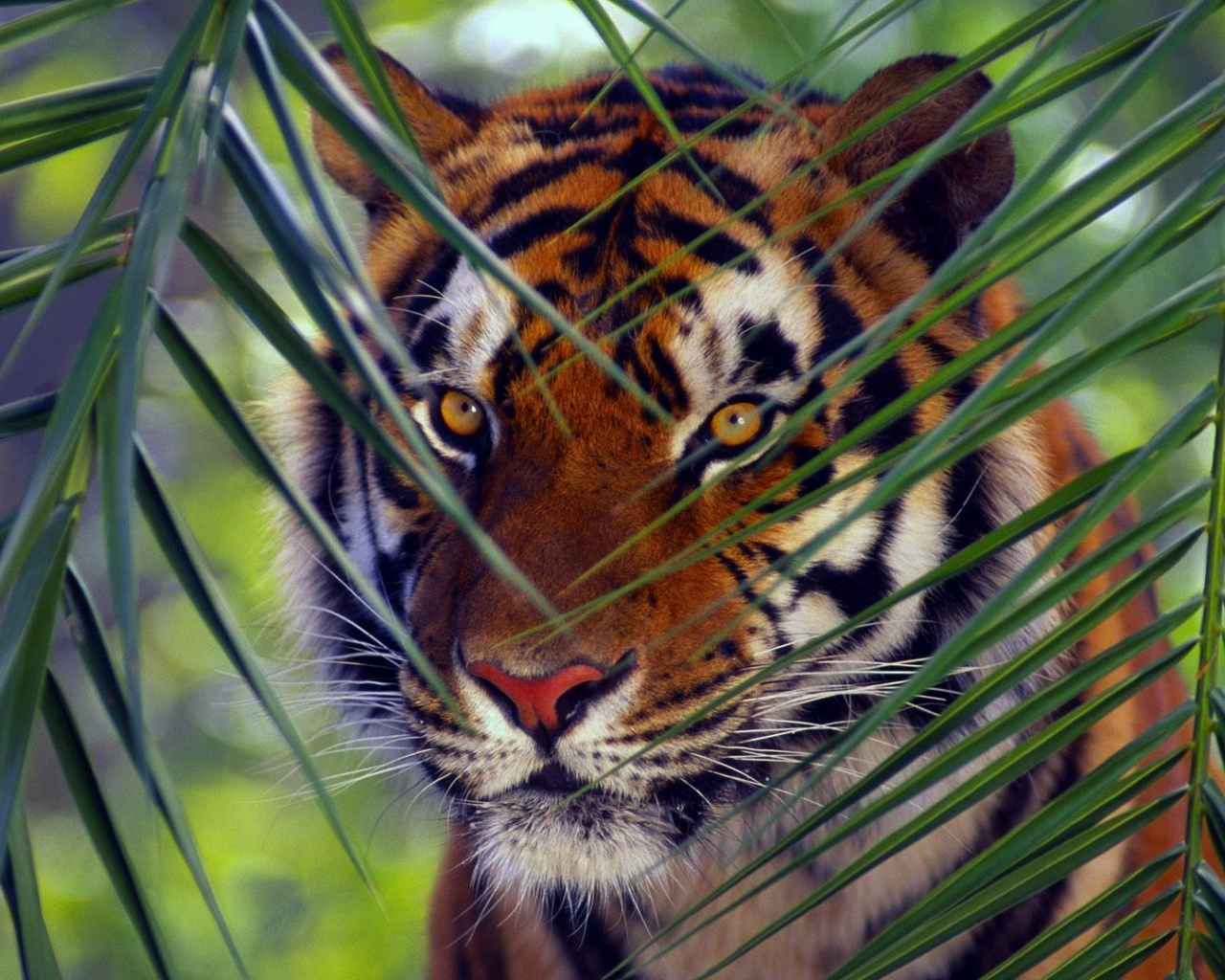 тигр, морда, листья, взгляд, полосатый