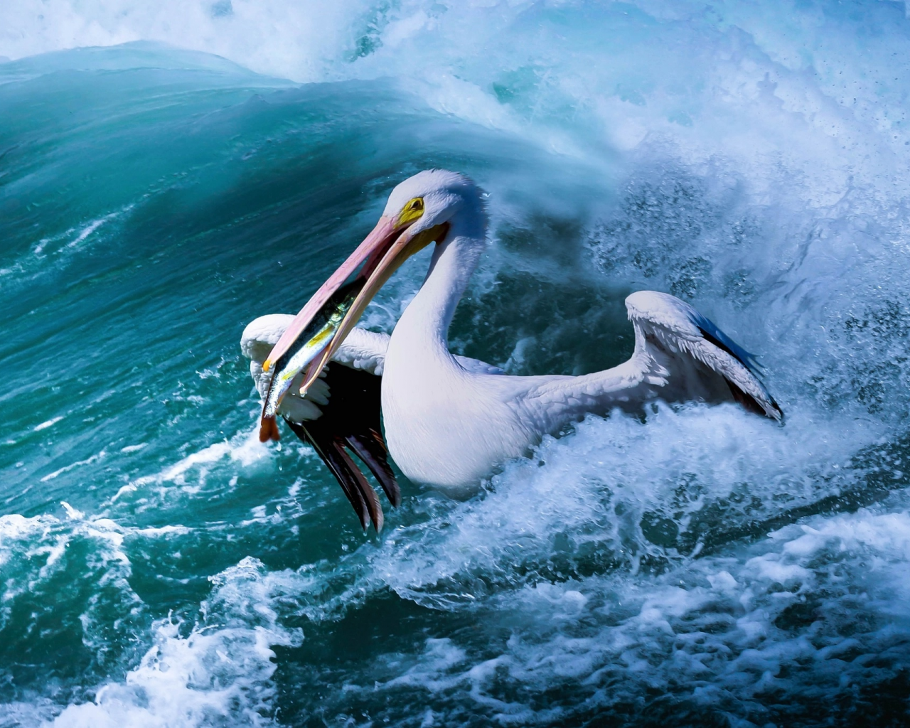 вода, пеликан