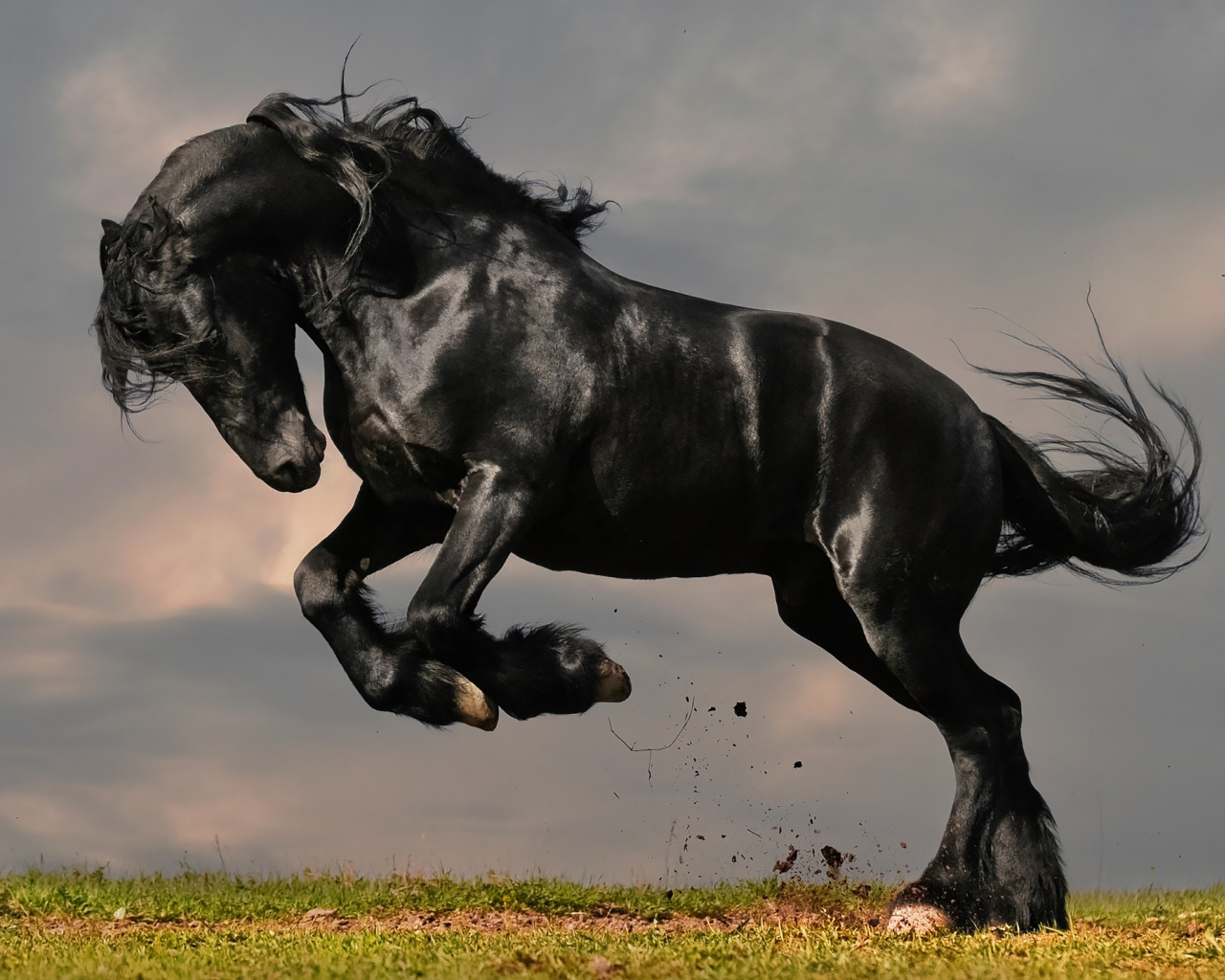 конь, жеребец, лошадь, луг, horse, stallion, horse, jump, meadow, sun, summer, see, front, black, smile, flowers, field, sun, summer, see, nice, wide