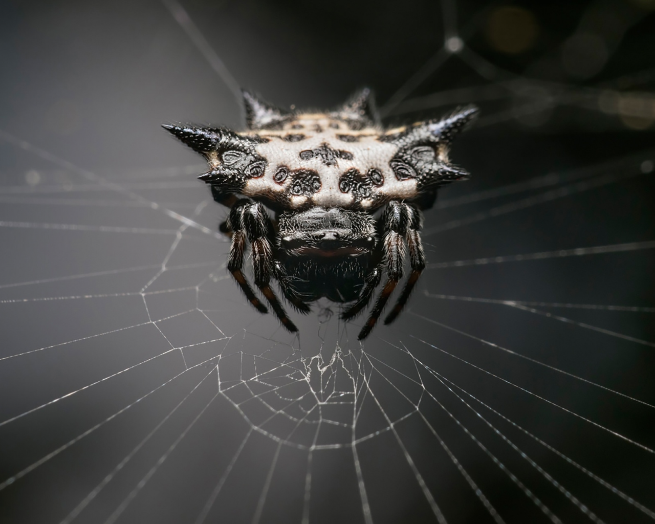 web, arachnid, monster, spider