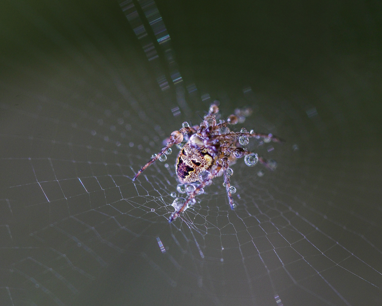 web, drops, wet, spider