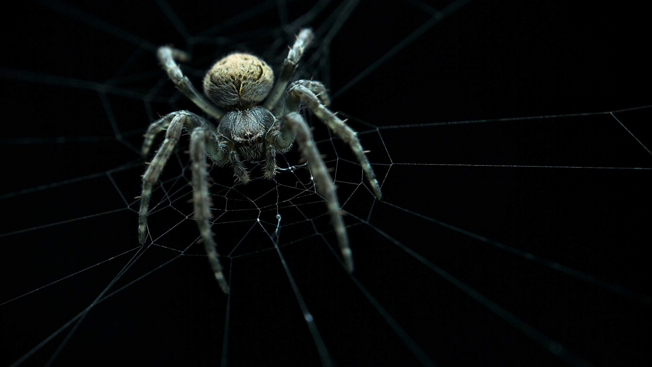 web, ambush, spider