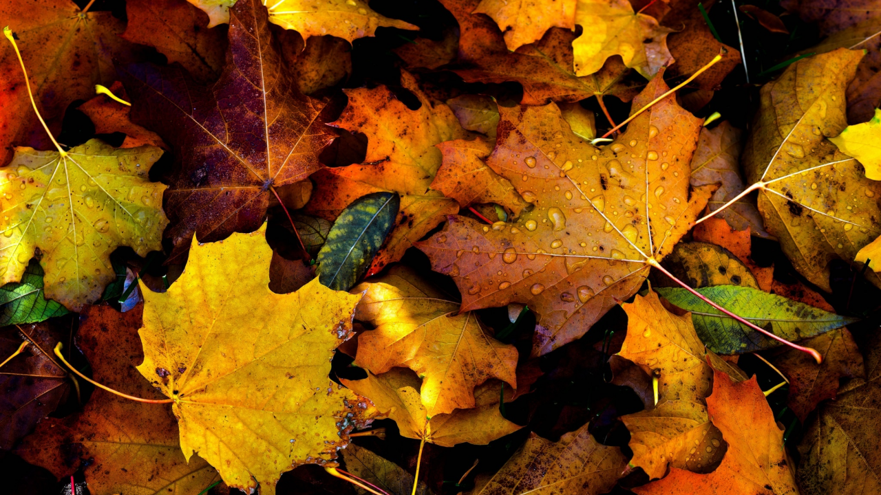 autumn, fall, drops, foliage
