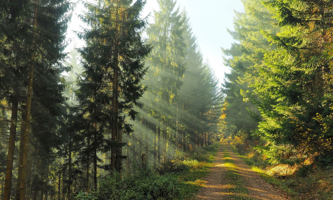 дорога, осень, лес, свет, природа, человек, утро
