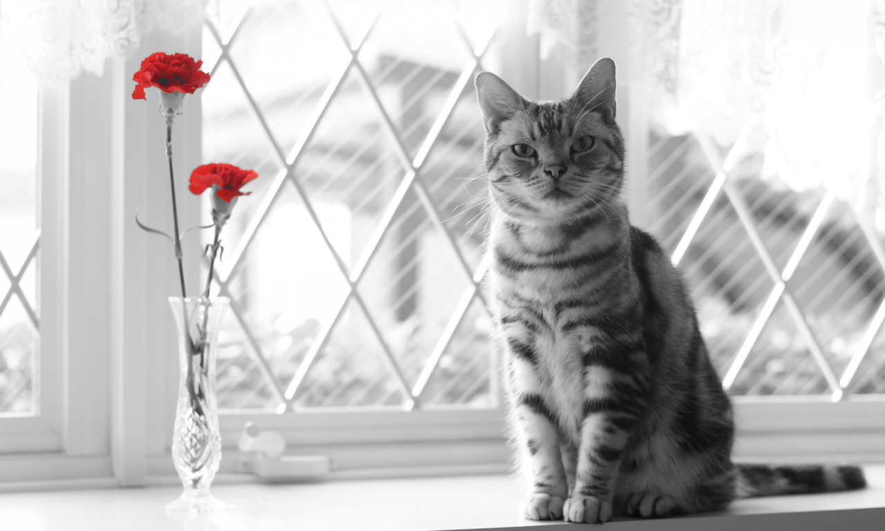окно, цветы, взгляд, кошка
