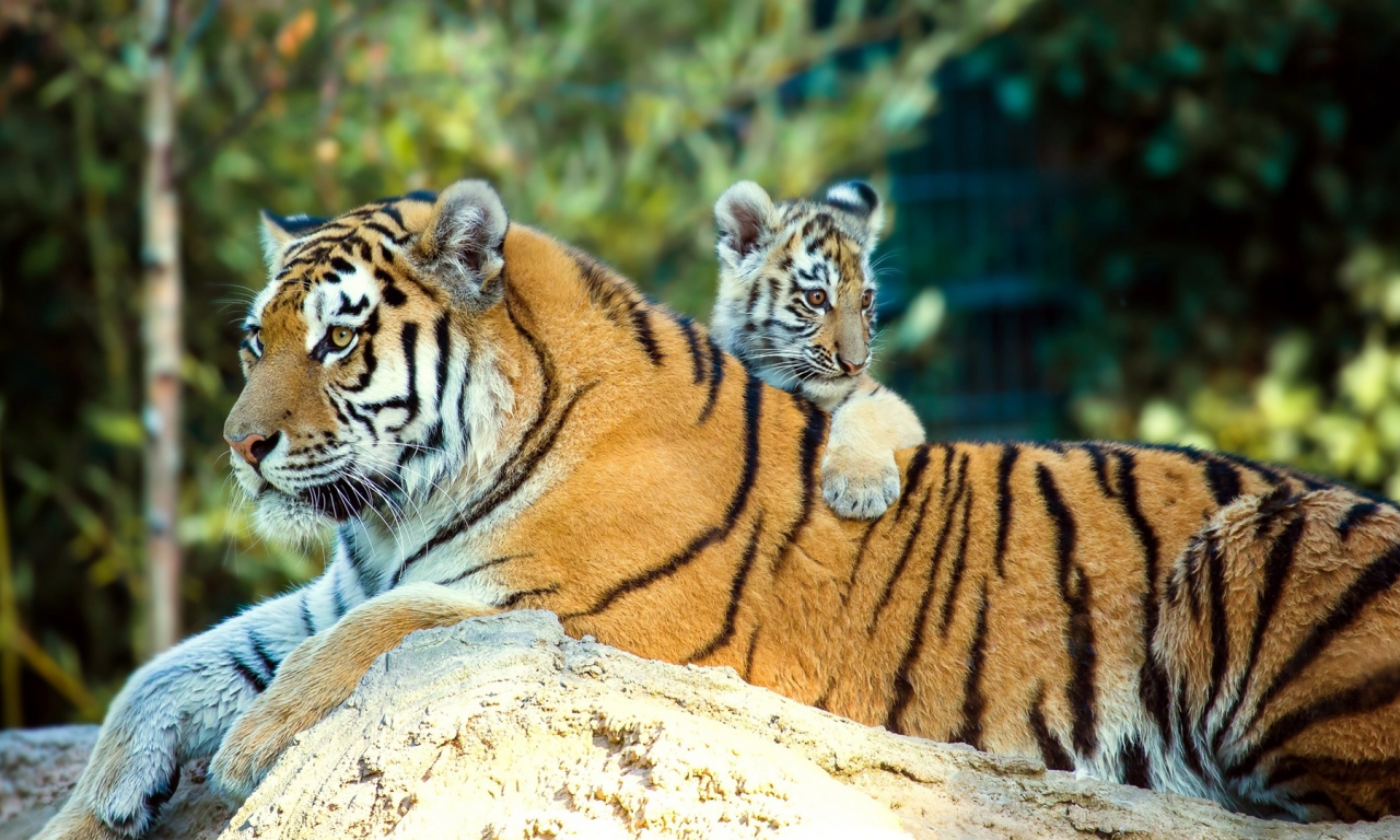тигры, семья