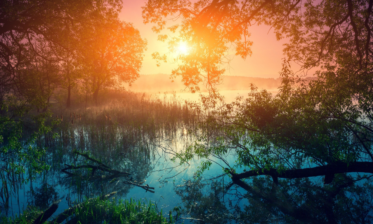 лес, река, трава, рассвет, деревья, камыши, туман, утро, солнце