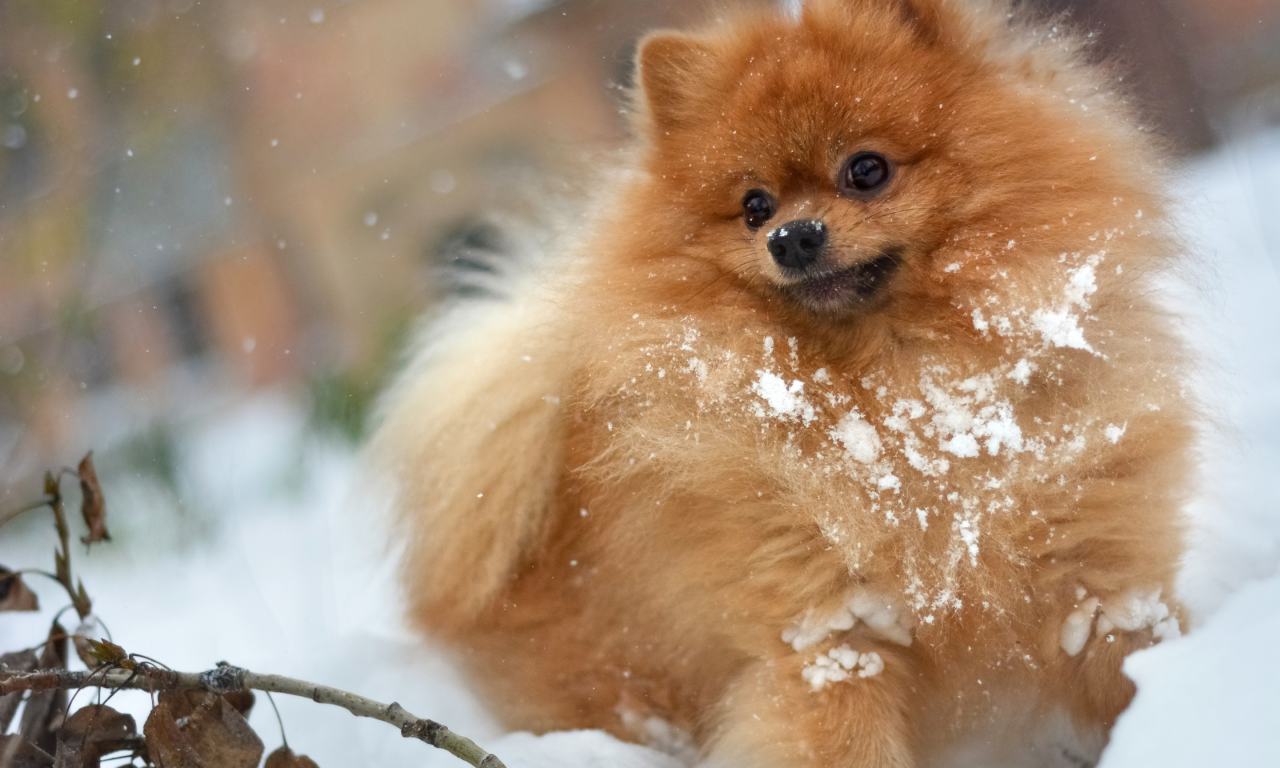 собака, зима, leaves, stick, рыжий, лохматый, мохнатый