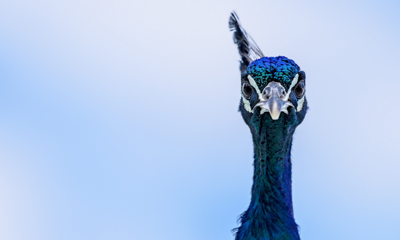 blue, peacock, eyes