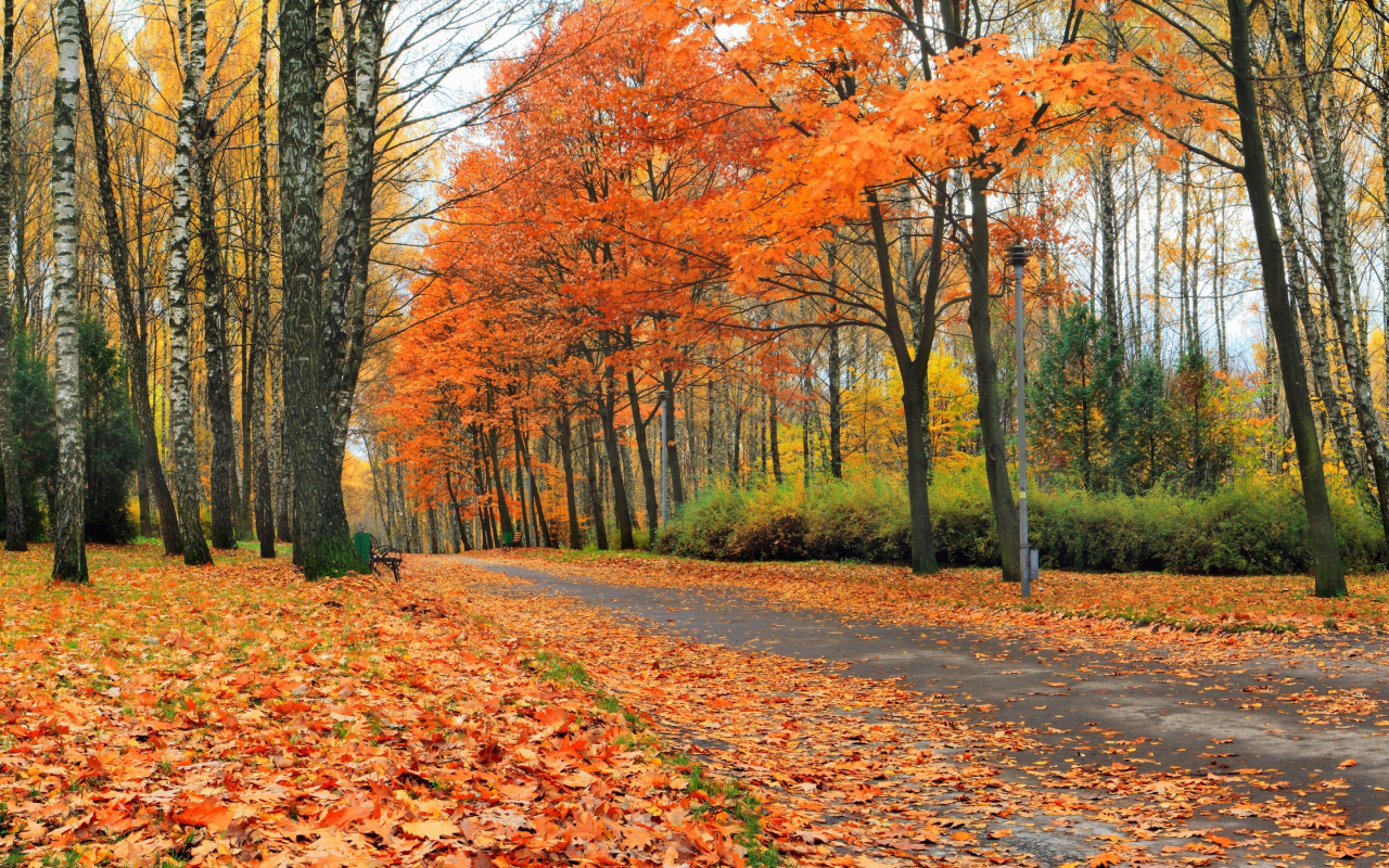 лес, осень, аллея, желтые, скамейки, листья, деревья, парк