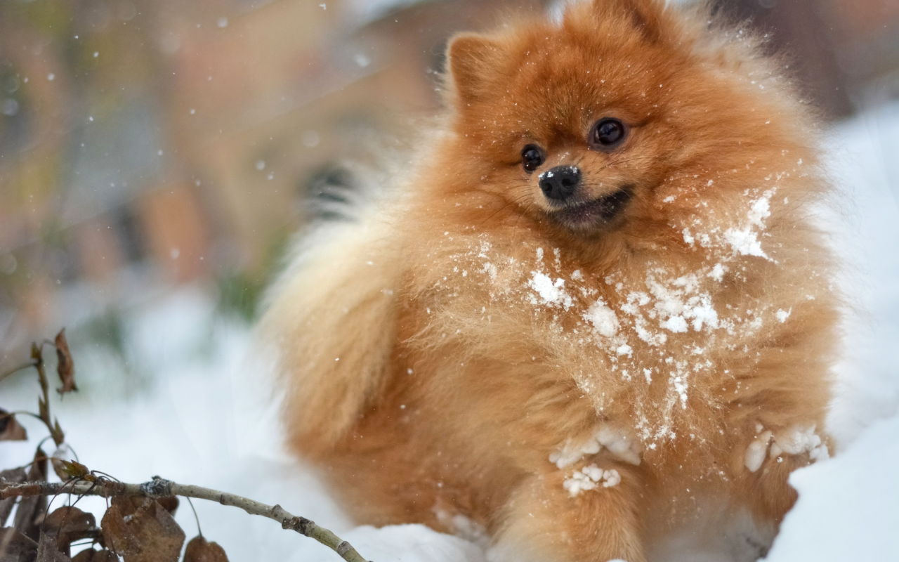 собака, зима, leaves, stick, рыжий, лохматый, мохнатый