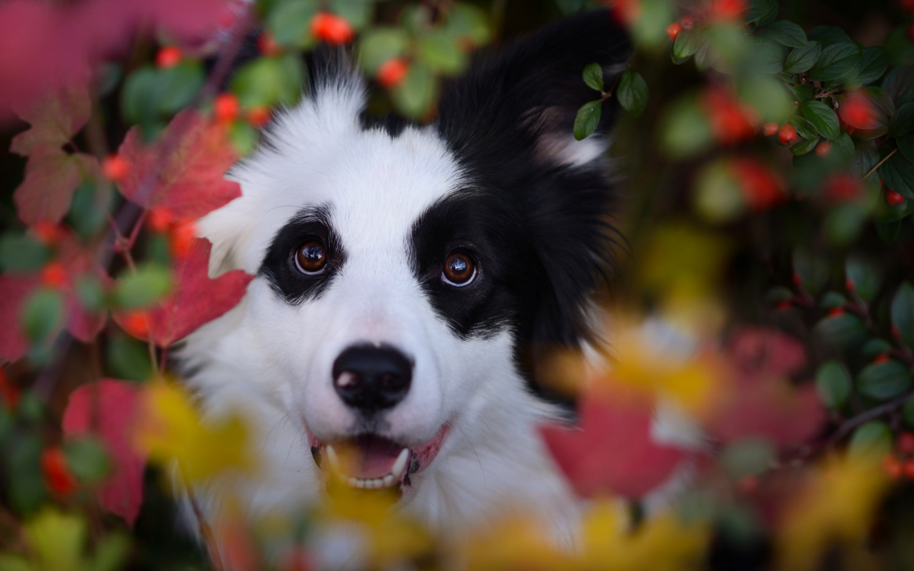 осень, бордерколли, ягоды, листья, ветки, морда, пёс, природа, животное, собака
