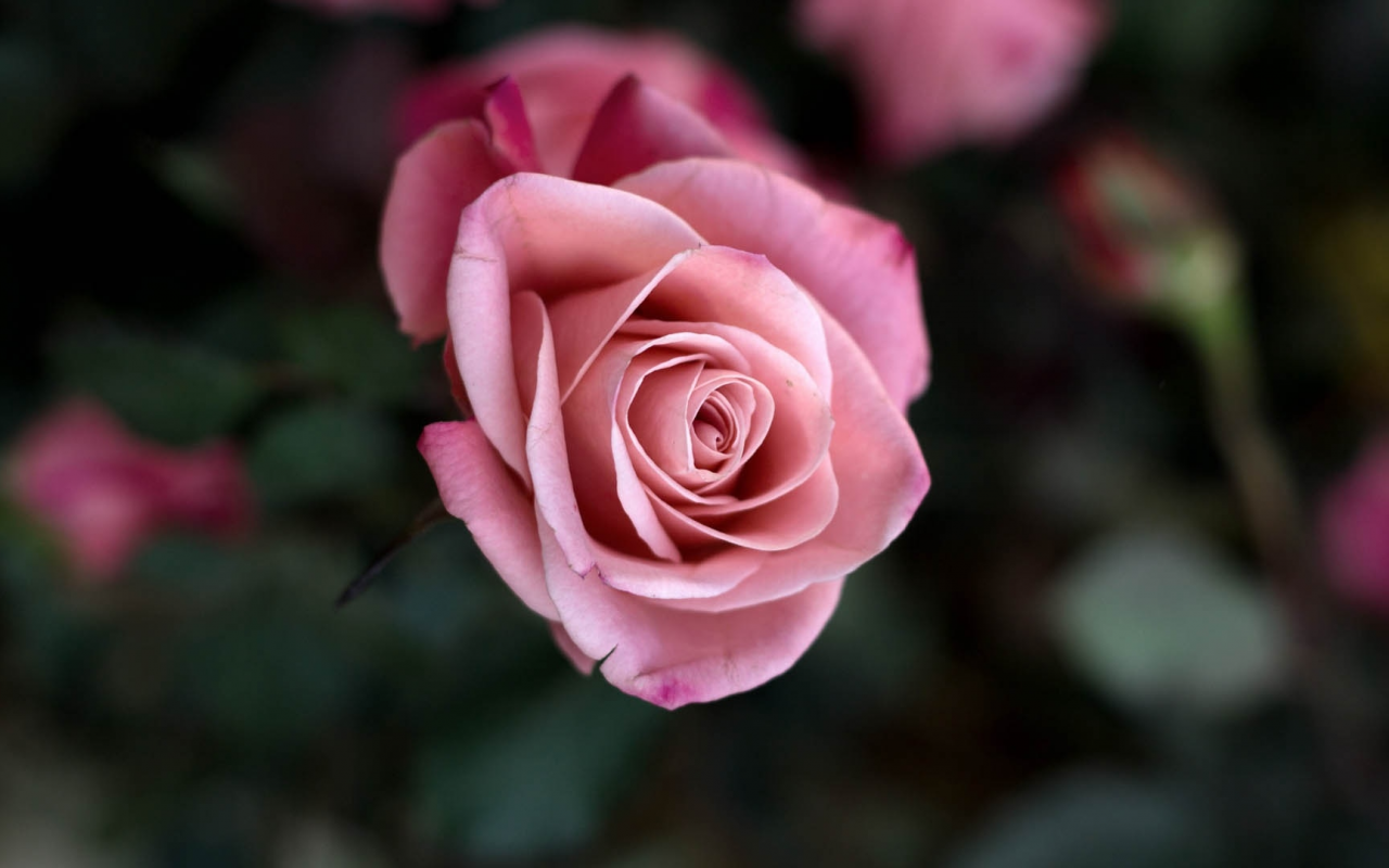 цветок, роза, розовый, лепестки, бутон