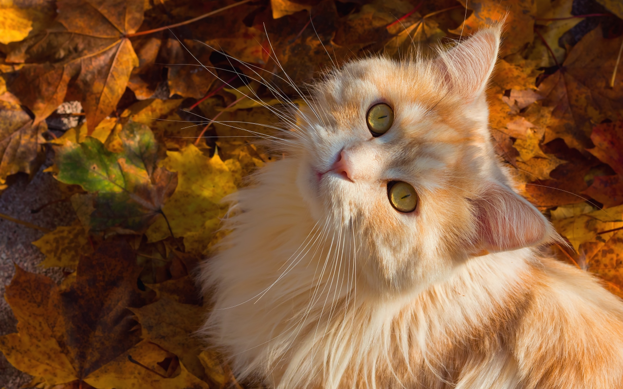 кошки, осень, рыжий, взгляд