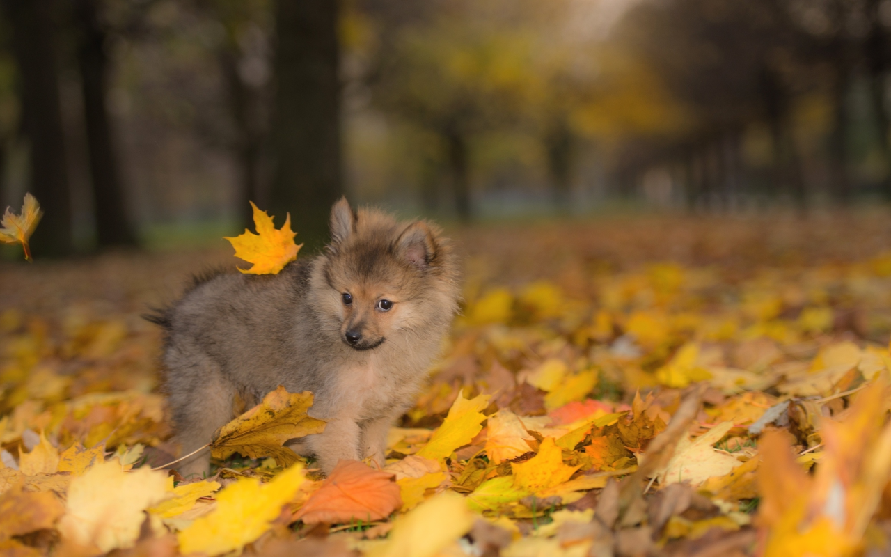 собаки, осень, шпиц, щенок, листья