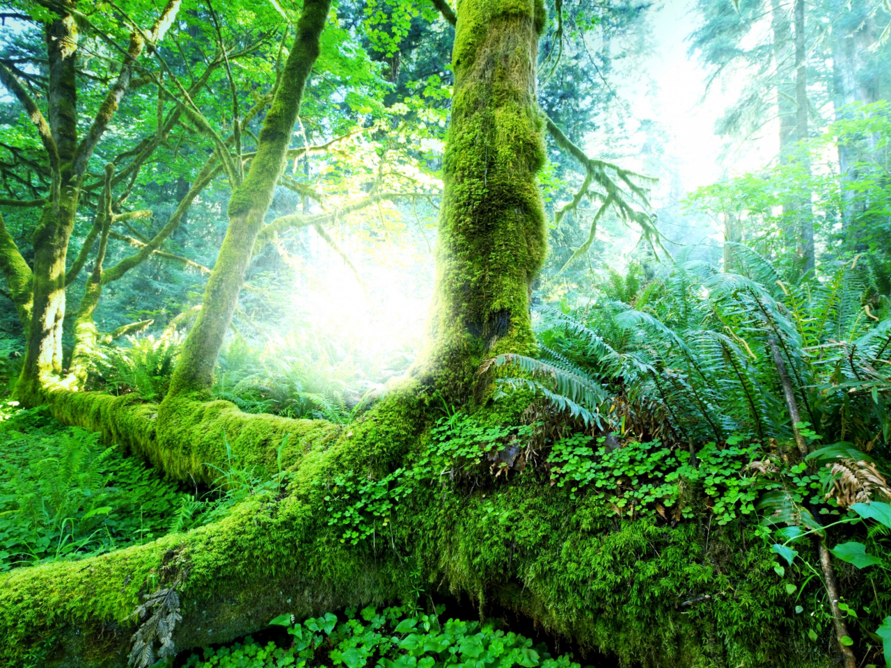 зелень, лес, трава, солнце, деревья, тропики, мох, джунгли, кусты