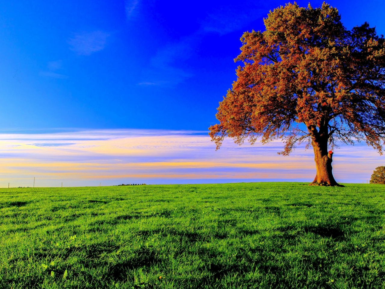 дерево, поле, луг, tree, meadow, field, forest, path, moss, fallen, park, green, nature, landscapes, trees, forest, trail, woods, leaves, fence, sunrise, see, summer, wide