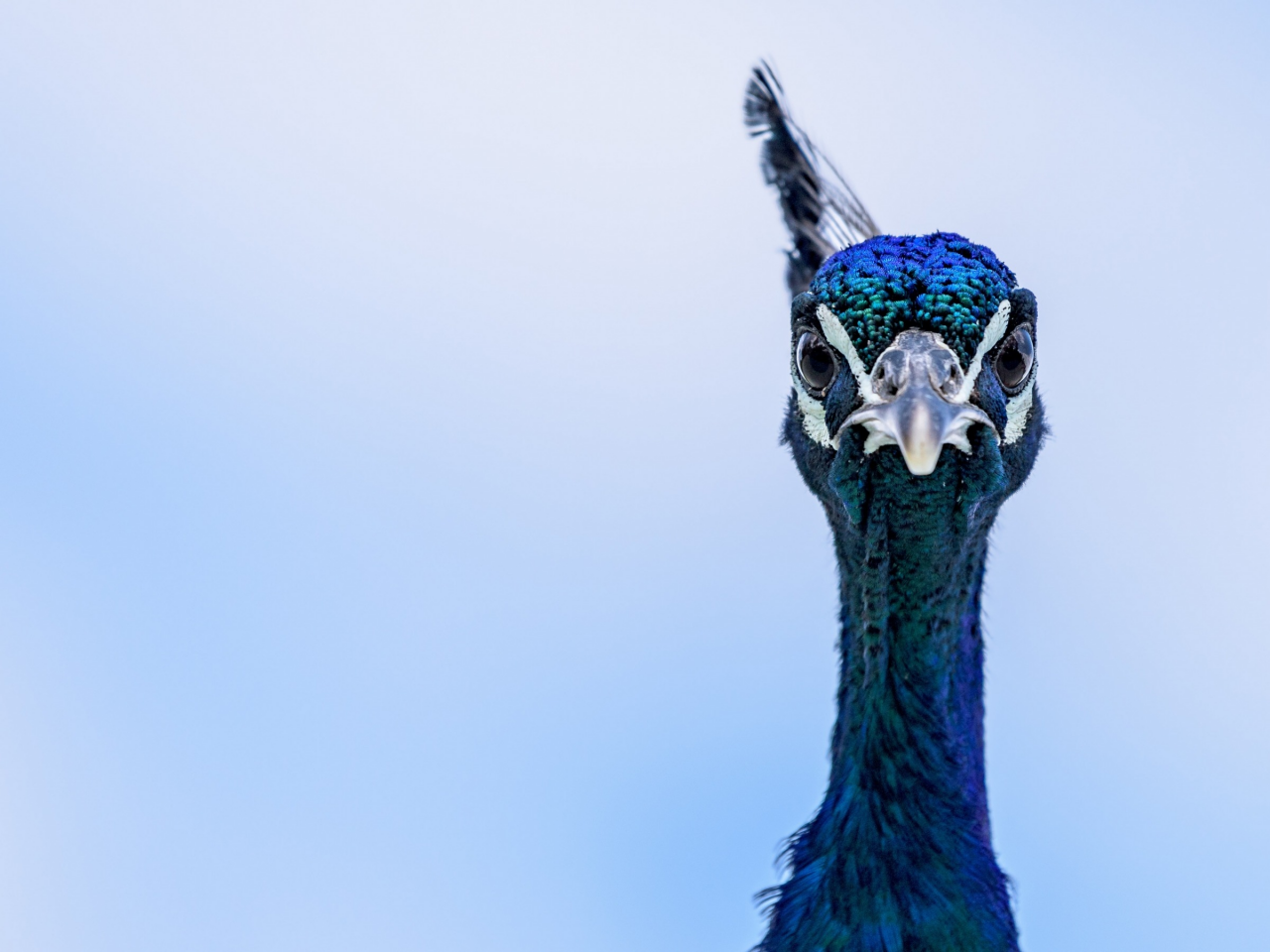 blue, peacock, eyes